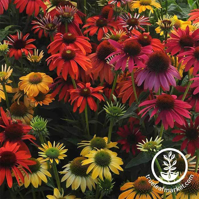 Cheyenne Spirit Echinacea Seeds