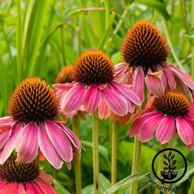 Echinacea PowWow Wild Berry Seed