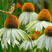 Echinacea White Swan Seed