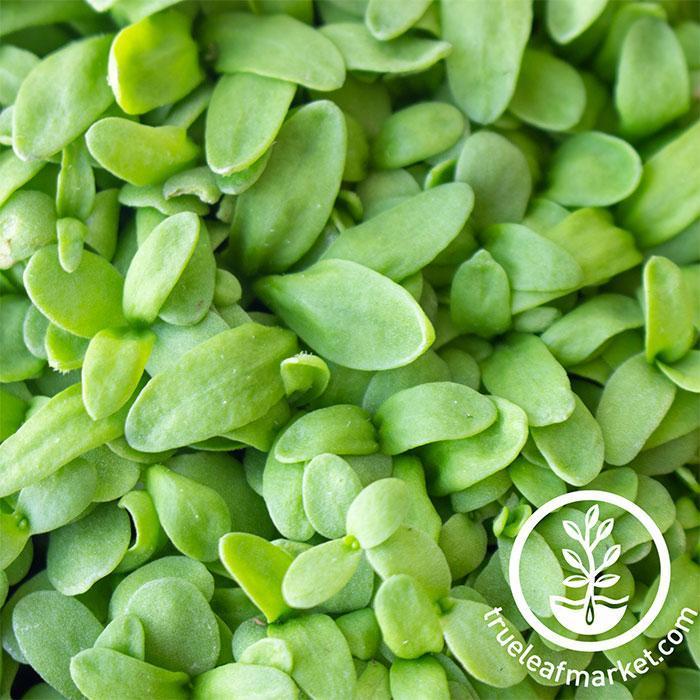 The Rise of Microgreens and Edible Flowers - Edible Sacramento