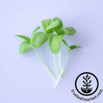 Broad Leaf Edible Chrysanthemum Microgreens Cut