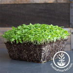 Broad Leaf Edible Chrysanthemum Microgreens Seeds