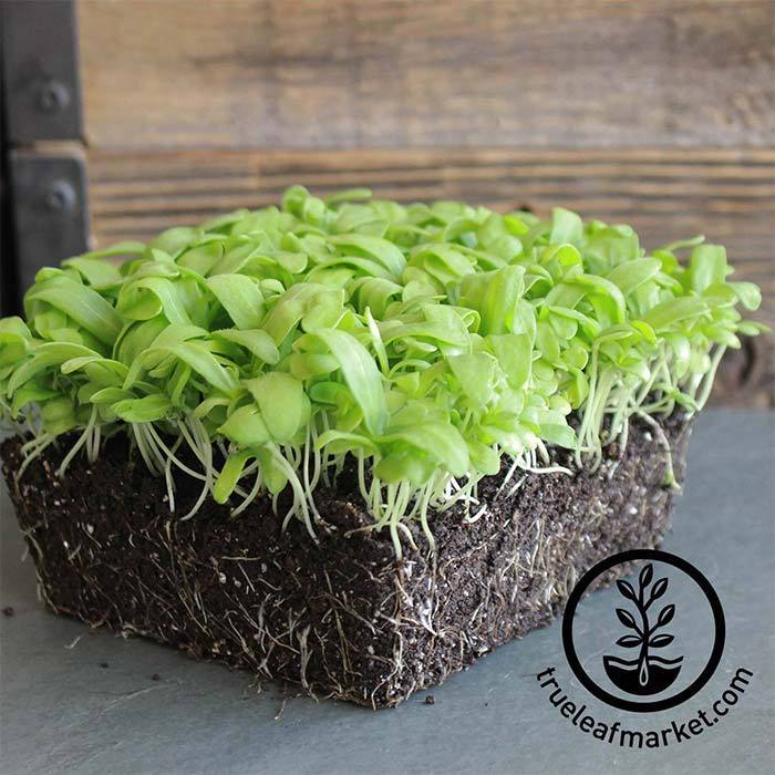 The Rise of Microgreens and Edible Flowers - Edible Sacramento