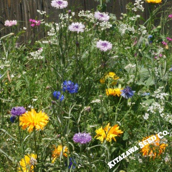 Edible Flower Heirloom Seed Mix Seed Packets, Flower Seeds, Herb Seeds, Non  GMO, Open Pollinated 