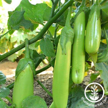 Eggplant Vegetable Garden Seeds | Non-GMO, Heirloom, Organic -Free S&H ...