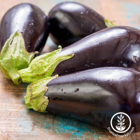 Florida Market Eggplant