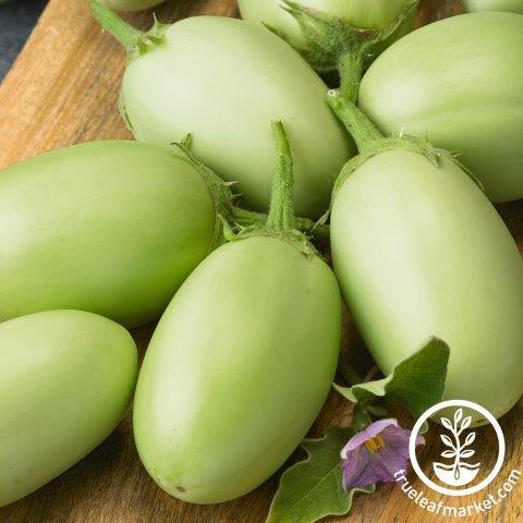 Eggplant Seeds - Green Envy F1