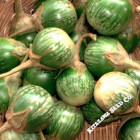 Eggplant Seeds - Petch Siam