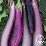 Eggplant Seeds - Purple Comet F1