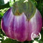 Organic Rosa Bianca Eggplant Seeds - Non-GMO