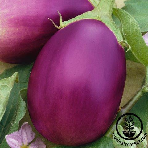 Eggplant Seeds - Rosalina F1