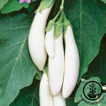 Eggplant Seeds - White Comet F1