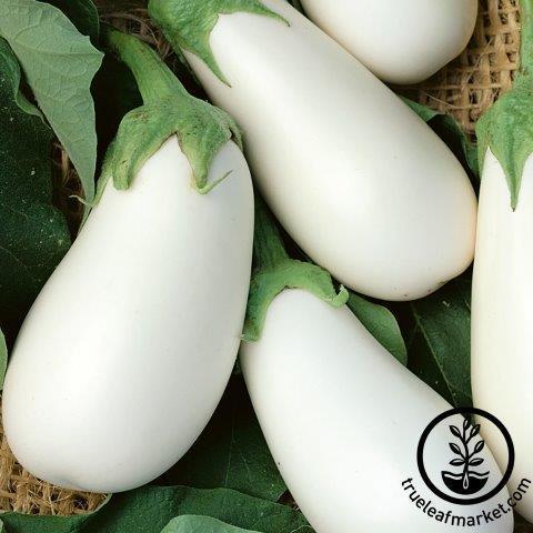 Eggplant Seeds - White Star F1