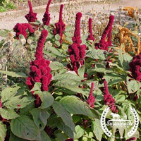 Elephant Head Organic Amaranth Seeds