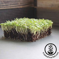 Endive - Broadleaf Batavian - Microgreens Seeds