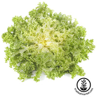 frisee endive seed packet