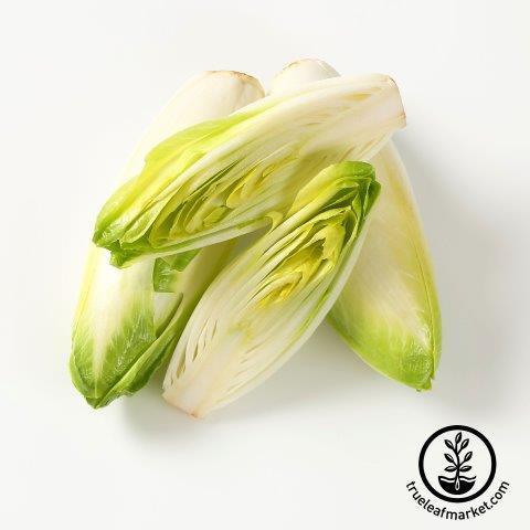 Sugar Loaf Endive