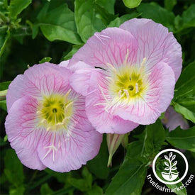 Evening Primrose Showy Seed