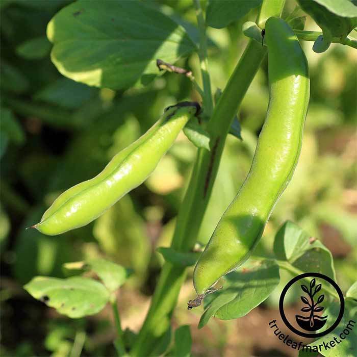 Bean - Fava - Broad Windsor Garden Seeds