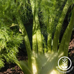 Fennel - Florence Garden and Microgreen Seed