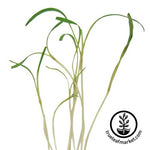 Florence Fennel Microgreen