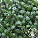 fenugreek microgreens cotyledon