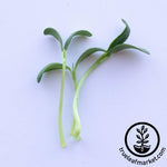 fenugreek microgreens cut