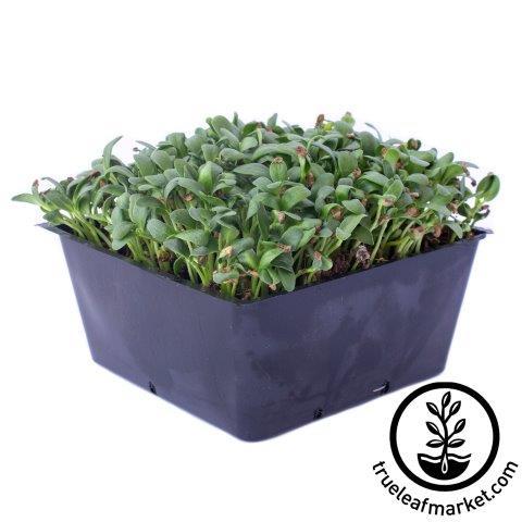 fenugreek microgreens white background