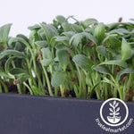 fenugreek microgreens stems