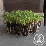 fenugreek microgreens