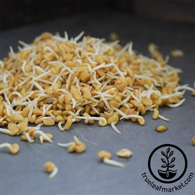 Non-GMO Organic Fenugreek Sprouting Seeds