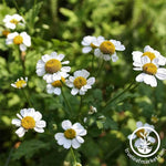 Feverfew Herb Seed