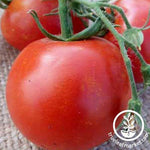 Floradade Tomato Seeds