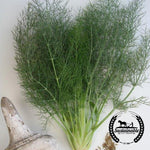 Organic Florence Fennel Herb Seeds