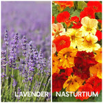 flower collection assortment lavender nasturtium
