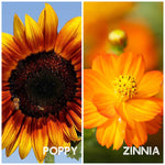 flower collection assortment poppy zinnia