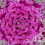 Flowering Kale Kamome Series Red Seed