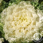 Flowering Kale Kamome Series White Seed