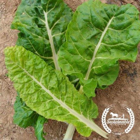 Fordhook Giant Chard