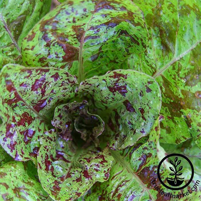 Little Gem Romaine Lettuce Seeds – West Coast Seeds