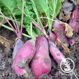 Radish French Breakfast Seed