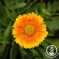 Gaillardia Arizona Series Apricot Seed