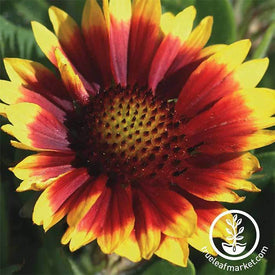 Gaillardia Arizona Series Sun Seed