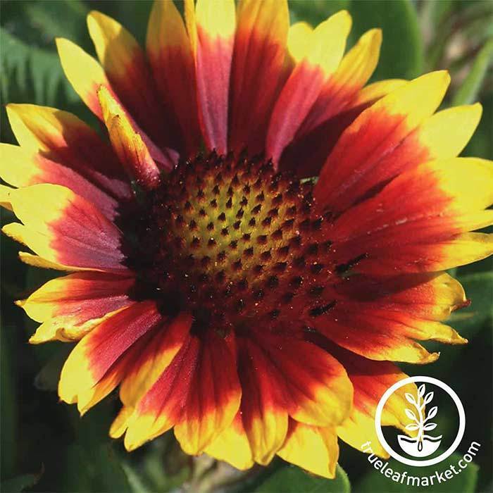 Gaillardia Arizona Series Sun Seed