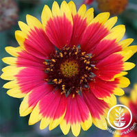 Gaillardia Blanket Flower Seed