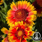 Gaillardia Indian Blanket Seed