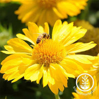 Gaillardia Mesa Yellow Seed