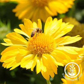 Gaillardia Mesa Yellow Seed