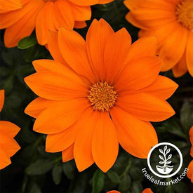 Gazania New Day Series Clear Orange Seed