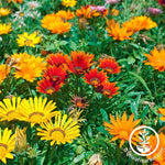 Gazania New Day Series Mix Seed